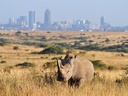 Nairobi National Park Safari - Half Day