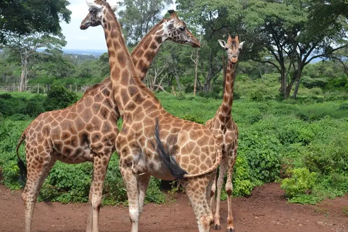 Nairobi National Park Safari - Half Day