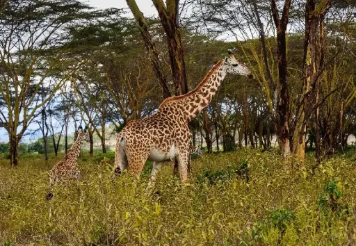 4 Day Great Rift Valley Lakes Safari in Kenya