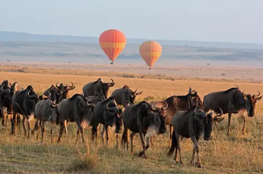 5 Day Maasai Mara Flying Safari in Kenya