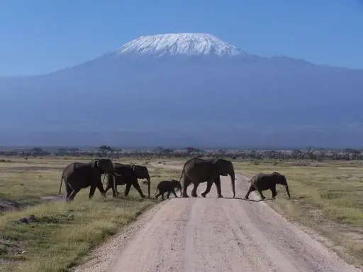 8 Day Amboseli, Tsavo, and Mombasa Safari Tour in Kenya