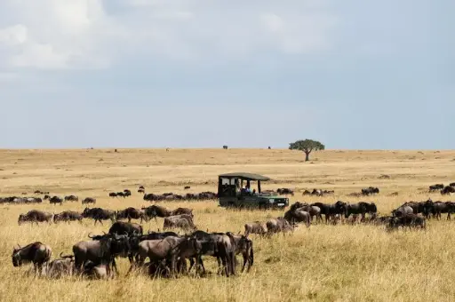 3 Day Maasai Mara Safari