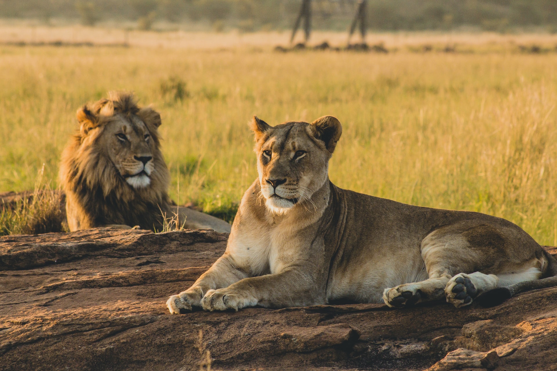 SAFARI DESTINATIONS lioness reclining on soil in front of lion