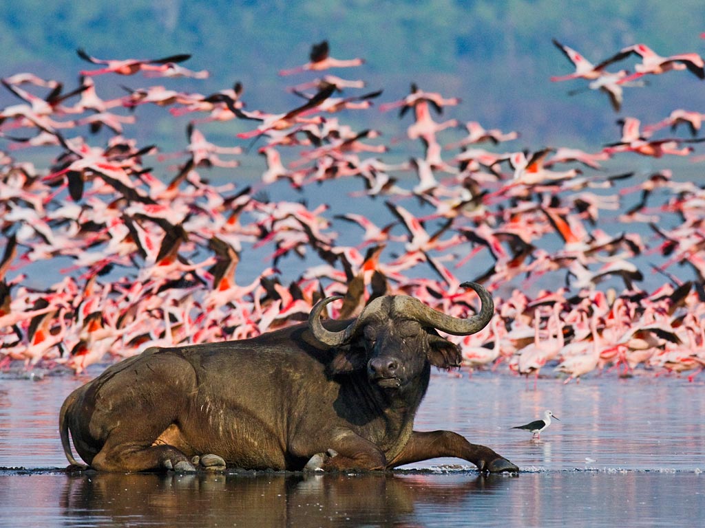 Lake Nakuru National Park - Day Trip