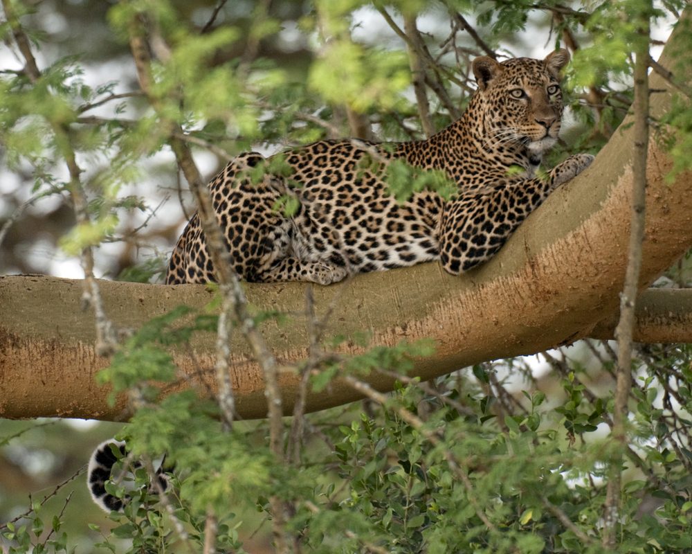 Lake Nakuru National Park - Day Trip