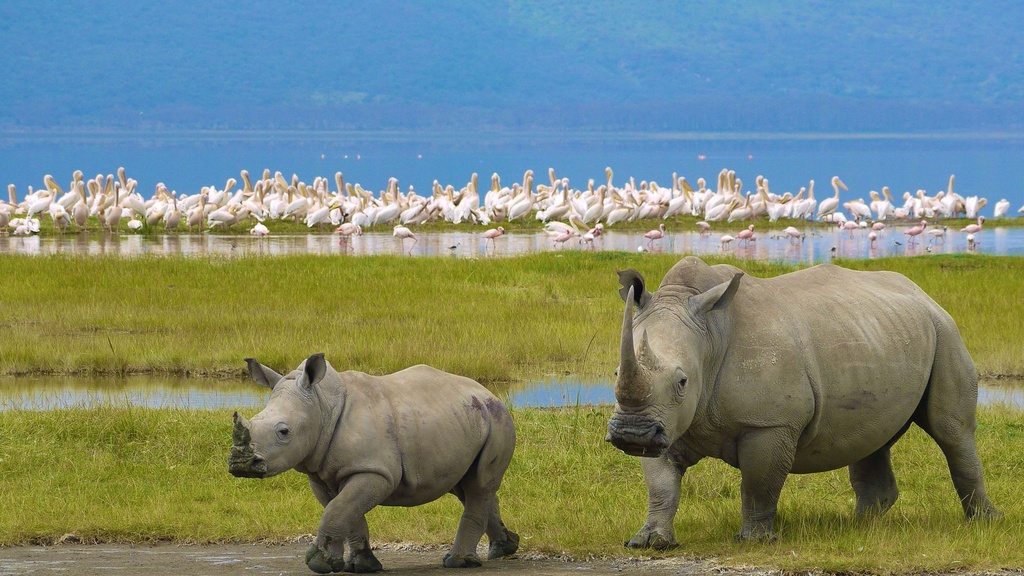 Lake Nakuru National Park - Day Trip