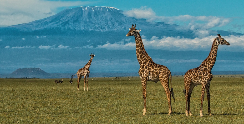 Amboseli National Park - Day Trip