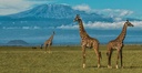 Amboseli National Park - Day Trip