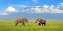 Amboseli National Park - Day Trip