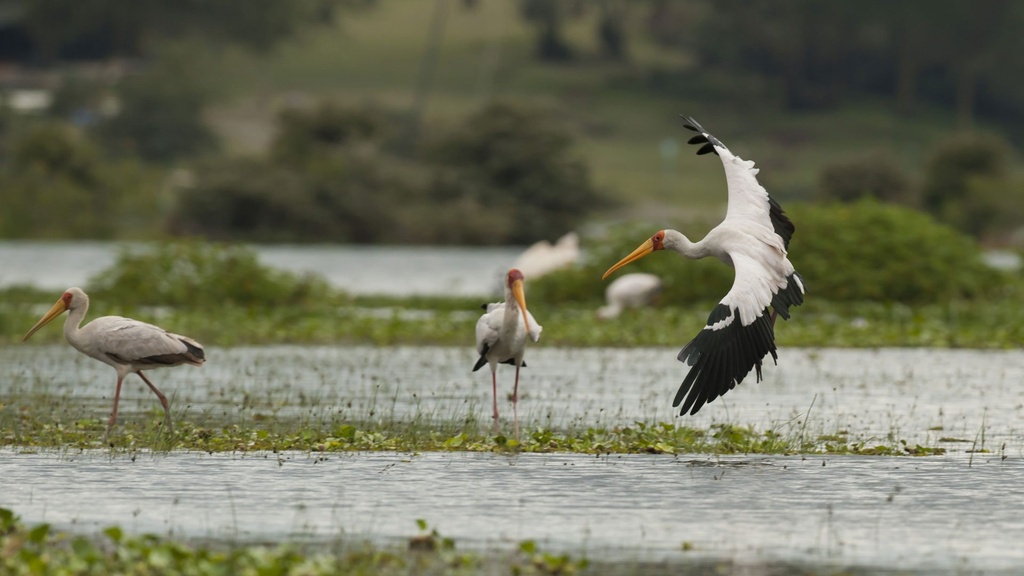 Crescent Island on Lake Naivasha