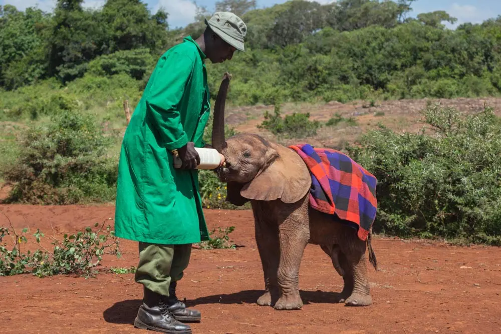Sheldrick-Wildlife-Trust-feeding-time.webp