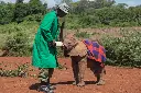 Sheldrick-Wildlife-Trust-feeding-time.webp