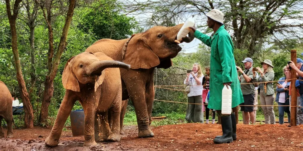 david-sheldrick-elephant-orphanage-tour-with-free-pick-up_UmJaK.webp