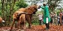 david-sheldrick-elephant-orphanage-tour-with-free-pick-up_UmJaK.webp