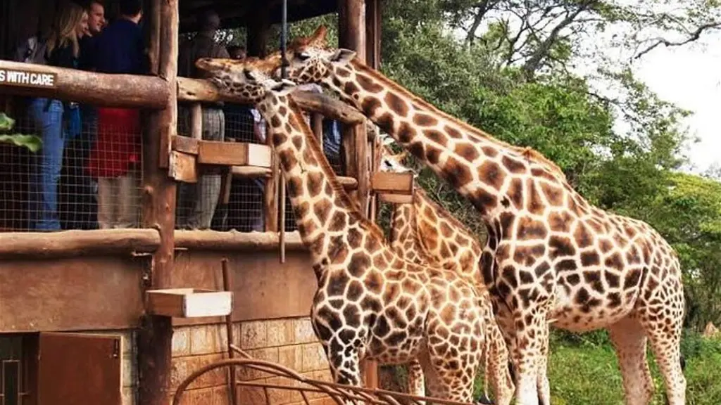 Visit-the-Giraffe-Centre-in-Nairobi-Kenya-1200x675.webp