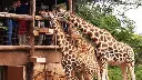 Visit-the-Giraffe-Centre-in-Nairobi-Kenya-1200x675.webp