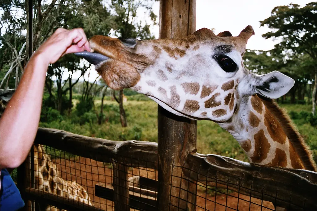 Giraffe_feeding.webp