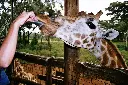 Giraffe_feeding.webp