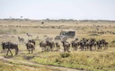3 Day Maasai Mara Safari - Group Joining