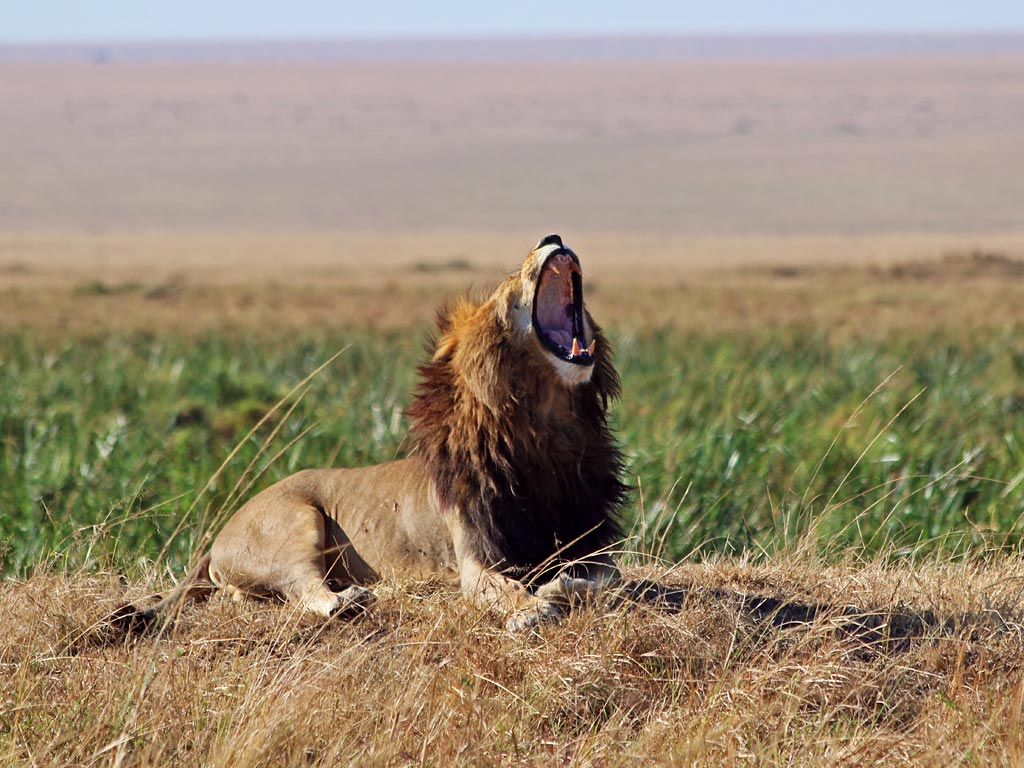 3 Day Maasai Mara Safari - Group Joining