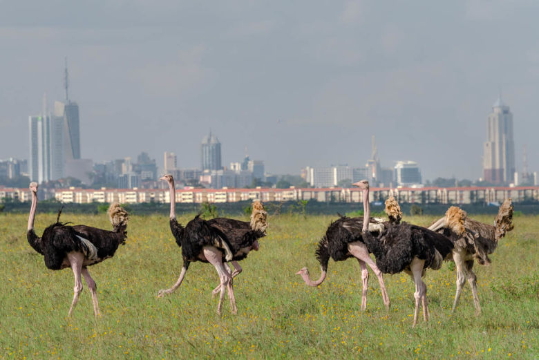 Nairobi National Park Safari - Half Day