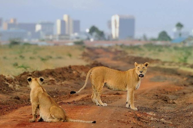 Nairobi National Park Safari - Half Day