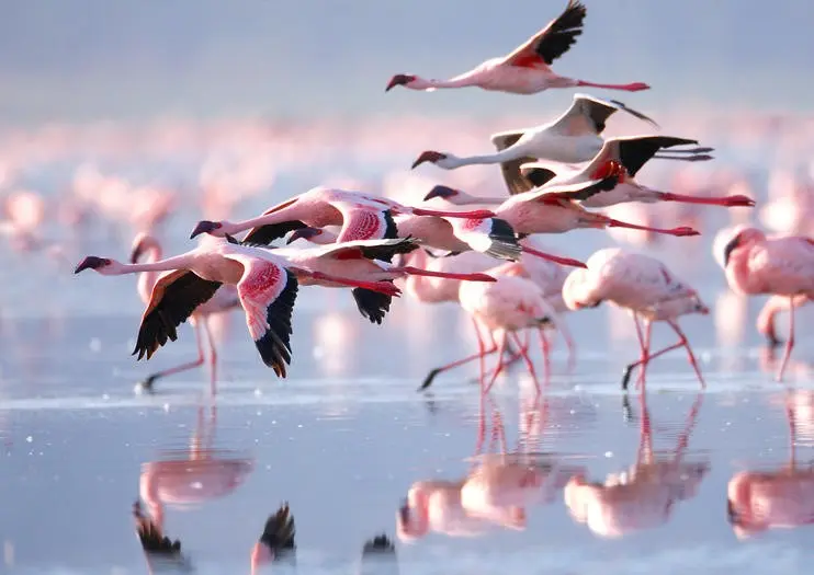 139510_Kenya_Africa_Lake-Nakuru-National-Park_shutterstock_135650198.webp