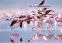 139510_Kenya_Africa_Lake-Nakuru-National-Park_shutterstock_135650198.webp