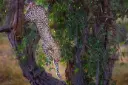 elephant_bedroom_camp_-_samburu_45_.webp
