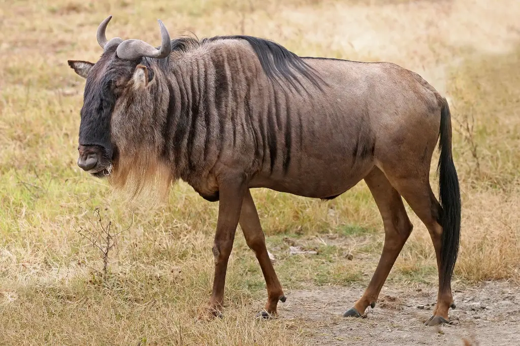 Blue_Wildebeest,_Ngorongoro.webp