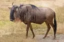 Blue_Wildebeest,_Ngorongoro.webp