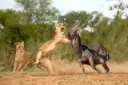Lions-in-Masai-Mara-National-Reserve.webp