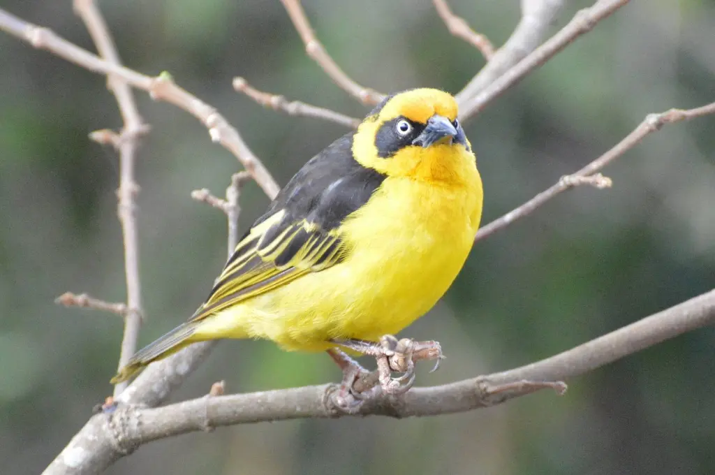 Baglafecht_Weaver_in_Aberdare_Park.webp