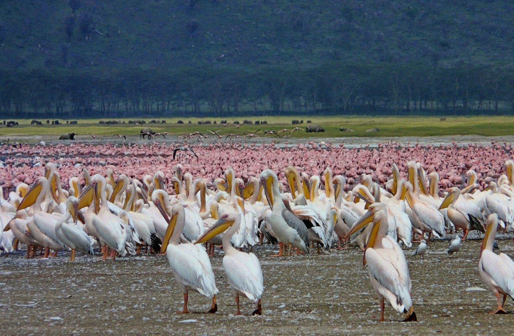 Lake Nakuru National Park - Day Trip
