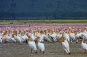 Lake Nakuru National Park - Day Trip