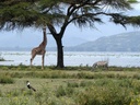 Crescent Island on Lake Naivasha