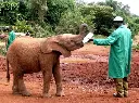 Elephant Orphanage And The Giraffe Center With Local Lunch