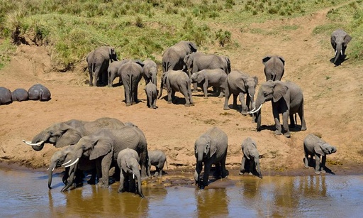 6-Day Tanzania Safari: Serengeti, Ngorongoro Crater, Lake Manyara & Tarangire