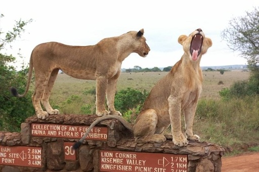 Nairobi National Park Safari - Half Day