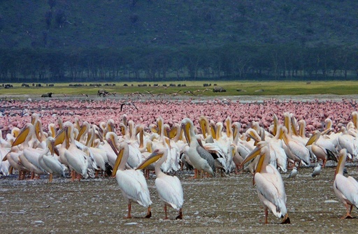 Lake Nakuru National Park - Day Trip