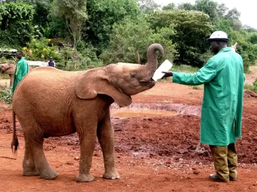 Elephant Orphanage And The Giraffe Center With Local Lunch